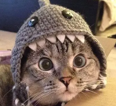 I'm a cat's avatar